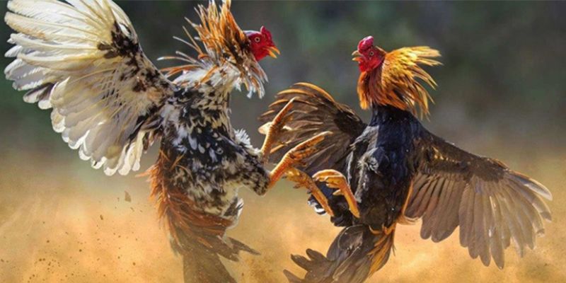 Những cửa cược phổ biến trong đá gà mộc bài